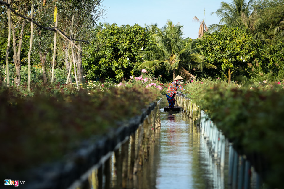 Hoa hồng Sa Đéc cháy hàng trước Tết